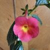 Peach Cascade