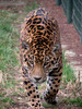 poza_jaguar