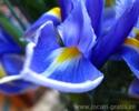 floare-iris-poze-flori