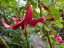 Lilium regale "Red Velvet"