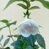 Double Picotee Rose