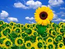 A Little Sunshine Flori Desktop Wallpapers Poze cu Flori