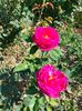 IMG20220701102218