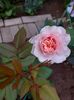 IMG-20220701-WA0170