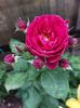 IMG-20220701-WA0006