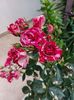 IMG-20220701-WA0009