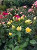 IMG-20220701-WA0012