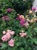 IMG-20220701-WA0011