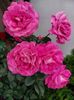 IMG-20220701-WA0014