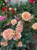 IMG-20220701-WA0023