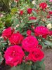 IMG-20220701-WA0016
