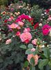 IMG-20220701-WA0017