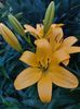 IMG-20220701-WA0022