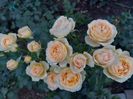 IMG-20220701-WA0021