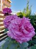 IMG-20220701-WA0025