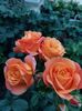 IMG-20220701-WA0031