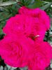IMG-20220701-WA0032
