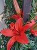 IMG-20220701-WA0035