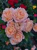 IMG-20220701-WA0038