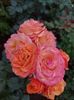 IMG-20220701-WA0043