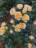 IMG-20220701-WA0055