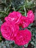 IMG-20220701-WA0052