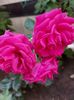IMG-20220701-WA0060