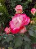 IMG-20220701-WA0063