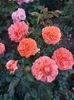 IMG-20220701-WA0066