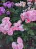 IMG-20220701-WA0073