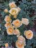 IMG-20220701-WA0069