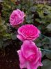 IMG-20220701-WA0109