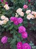 IMG-20220701-WA0115