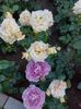 IMG-20220701-WA0116