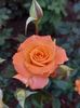 IMG-20220701-WA0121
