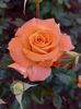 IMG-20220701-WA0122