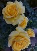 IMG-20220701-WA0127