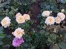 IMG-20220701-WA0131