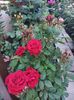 IMG-20220701-WA0133