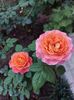 IMG-20220701-WA0134