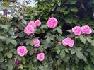 IMG-20220701-WA0159