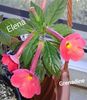 17_ Grenadine(1)