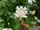 Clematis "Huldine"