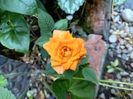 Mini rosa