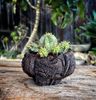 Euphorbia meloformis