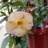 Yellow English Rose