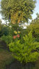 lilium asiaticum mix