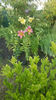 lilium asiaticum mix