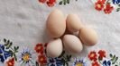diferenta la marime oua de bibilica (nu au acces gainile in tarcul lor )