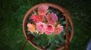 Lewisia cotiledon